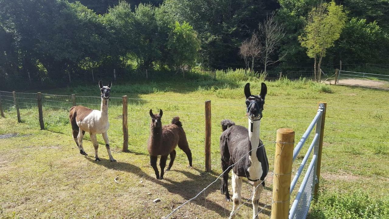 La Ferme Des Andes - Gite L'Atelier Quins Exterior photo