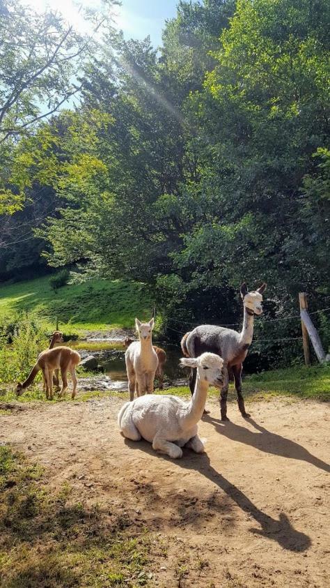 La Ferme Des Andes - Gite L'Atelier Quins Exterior photo